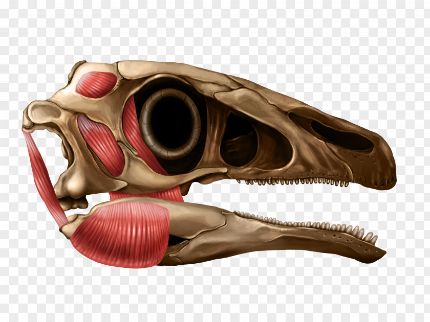 Illustration Reptile Anatomy Skull Jaw PNG