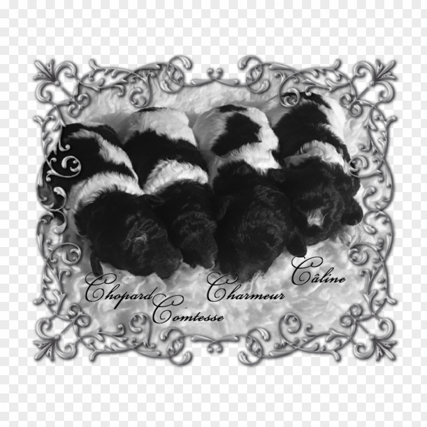 Puppy Dog Breed Litter PNG