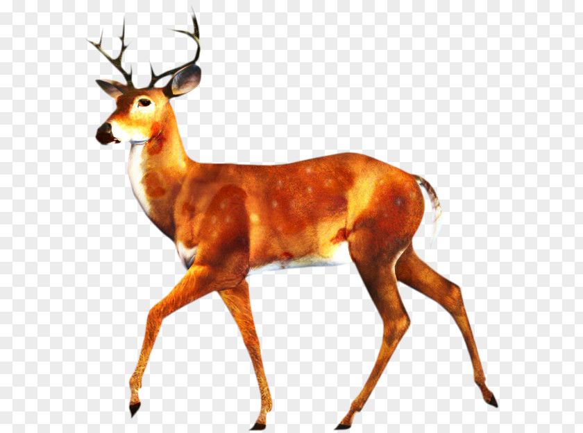 Stock Illustration White-tailed Deer Photography PNG