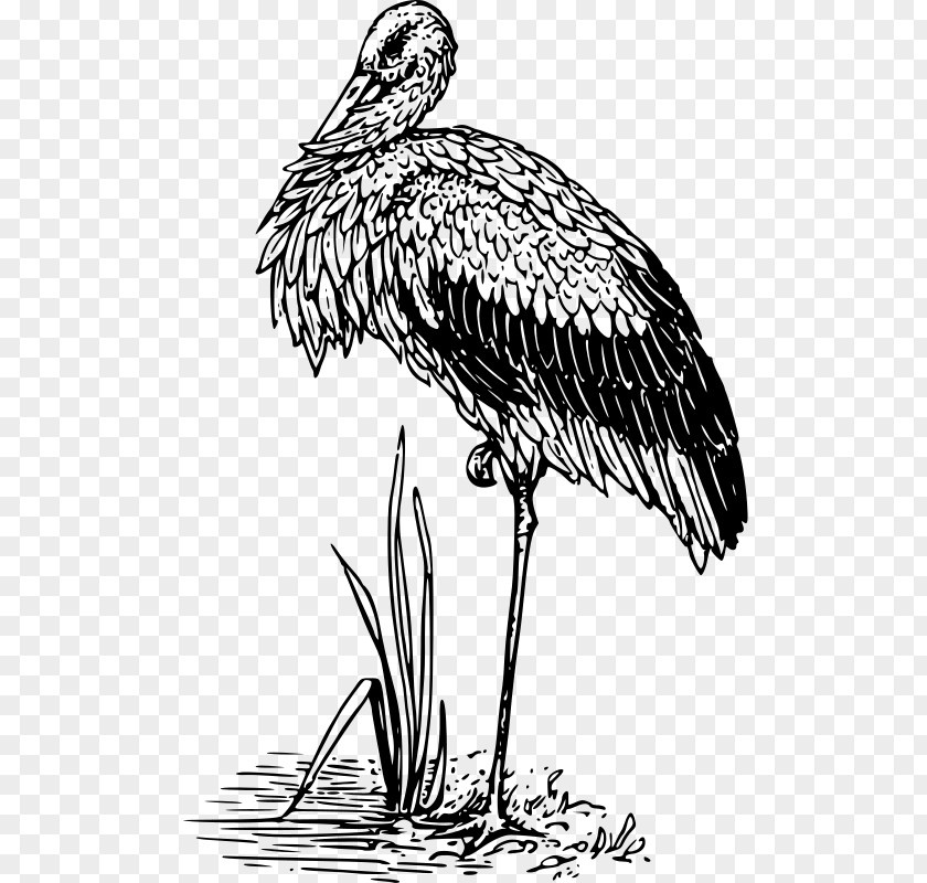 White Stork Bird Crane Beak Clip Art PNG