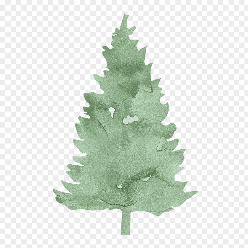 Free To Pull The Leaf Material Pine Spruce Fir Evergreen Conifers PNG