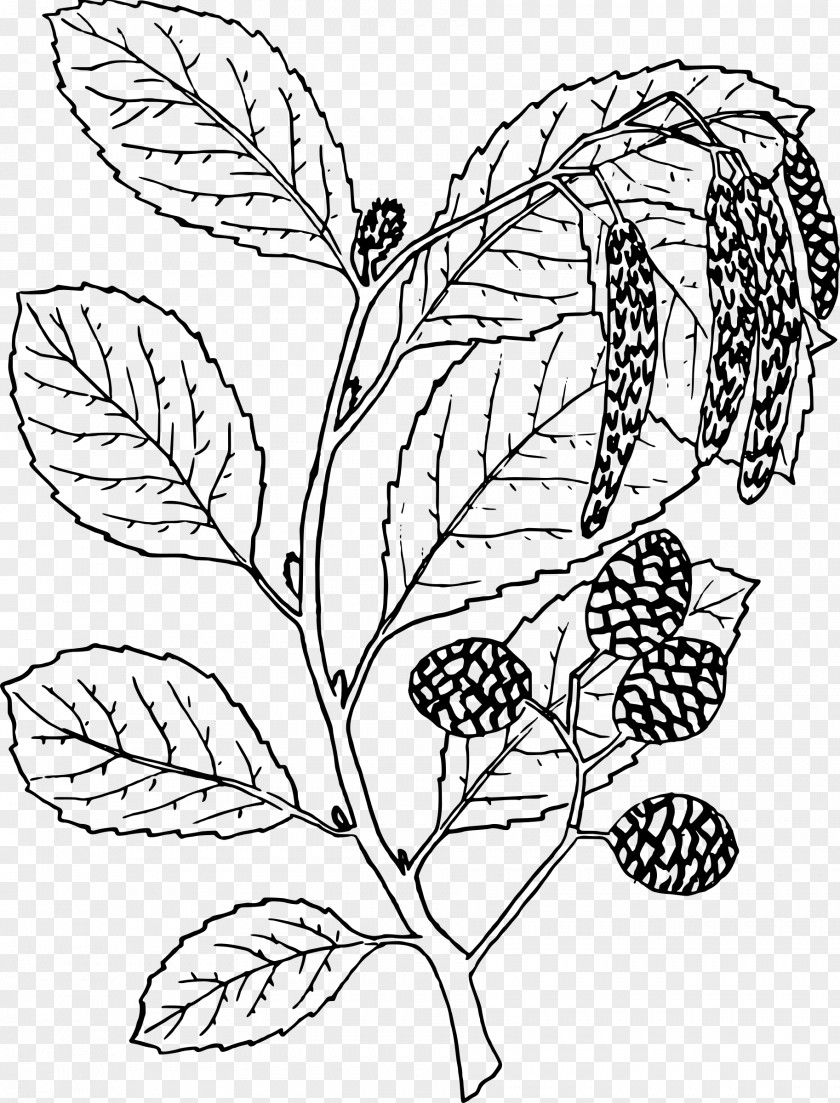 Leaf Outline Alder Alnus Oblongifolia Ausmalbild Tree PNG