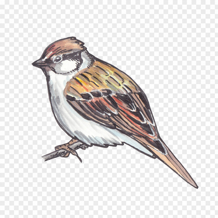 Perching Bird Songbird Sparrow House Chipping Beak PNG