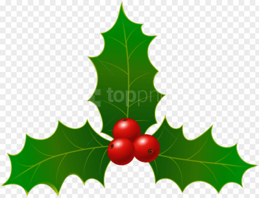 Seedless Fruit Christmas Tree Leaves PNG