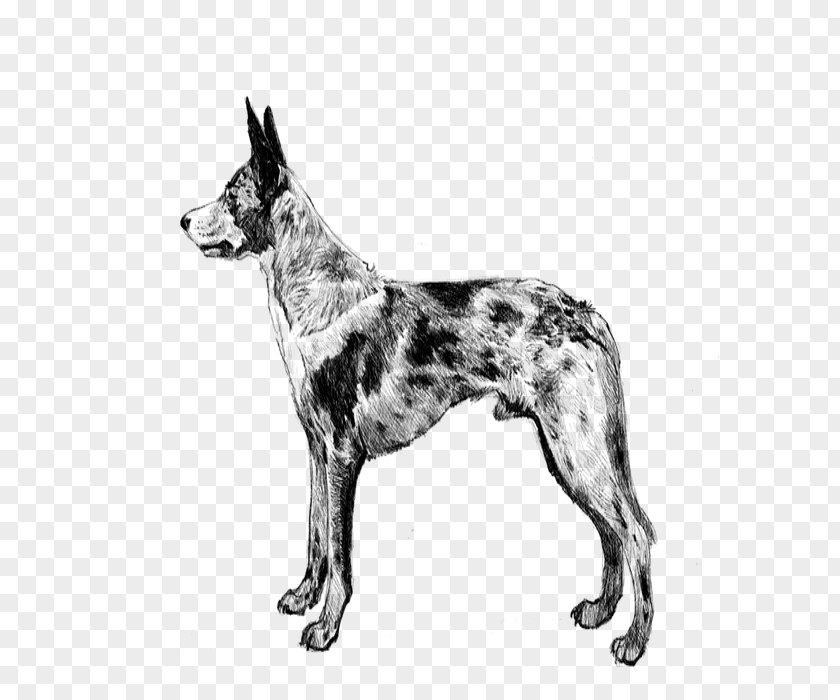 Ancient Dog Breeds Rare Breed Wolf Cartoon PNG