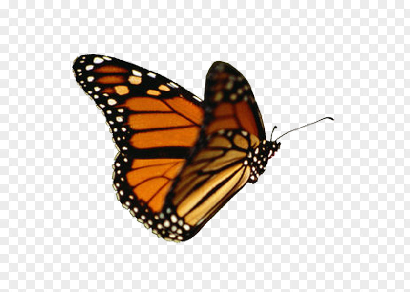 Butterfly Animation Clip Art PNG