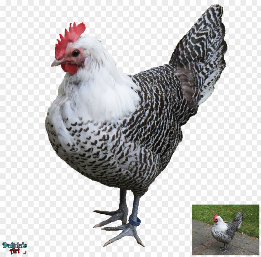 Creative Stock Photos Download Rooster Asil Chicken Clip Art PNG