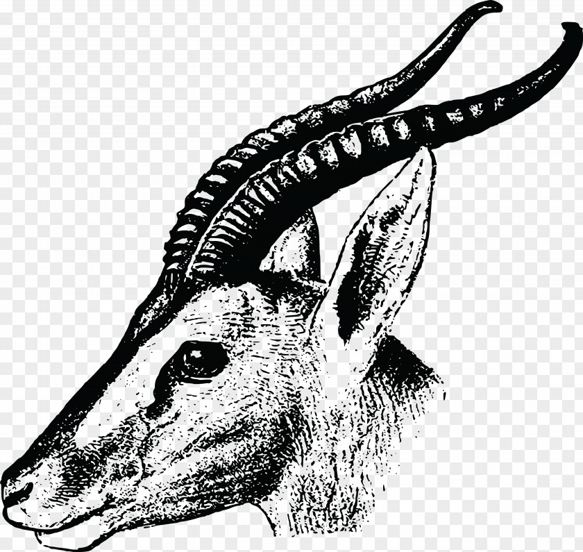 Gazelle Drawing Impala Clip Art PNG