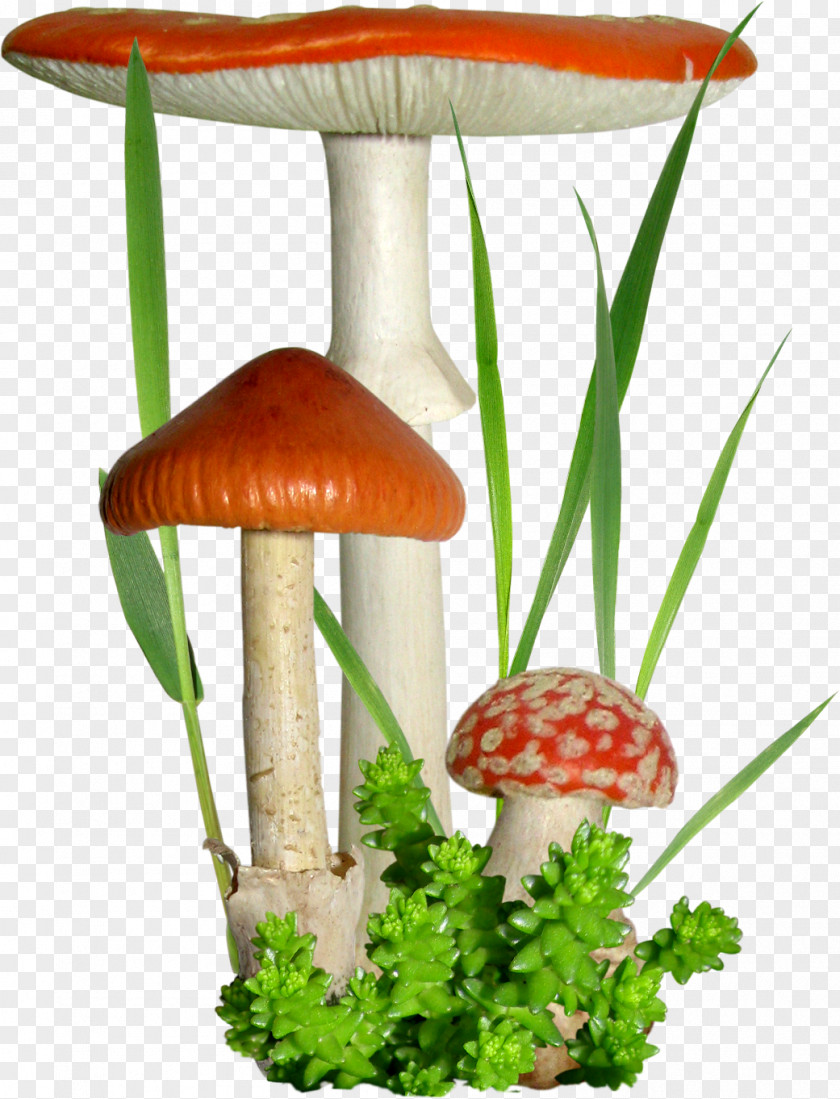 Mushroom Fungus Flower Clip Art PNG