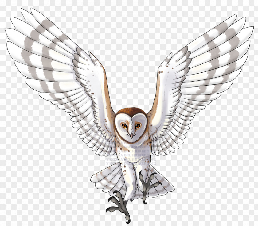 Owl Line Art Beak Feather PNG