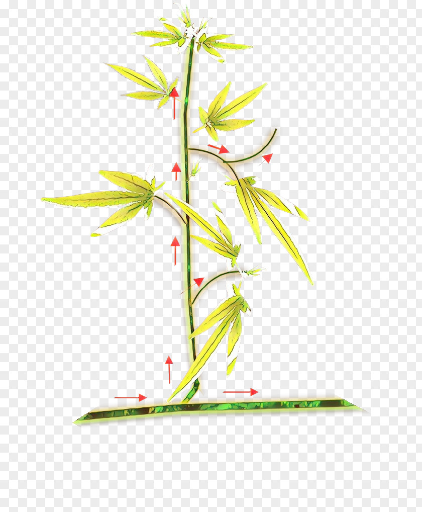 Pedicel Twig Family Tree Background PNG