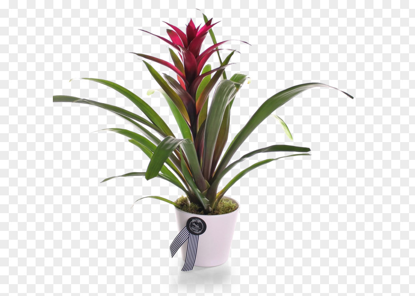 Plant Bromelia Houseplant Rosette Guzmania Lingulata PNG