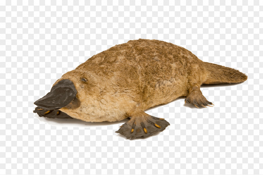 Webbed Feet Platypus Venom Venomous Mammal PNG