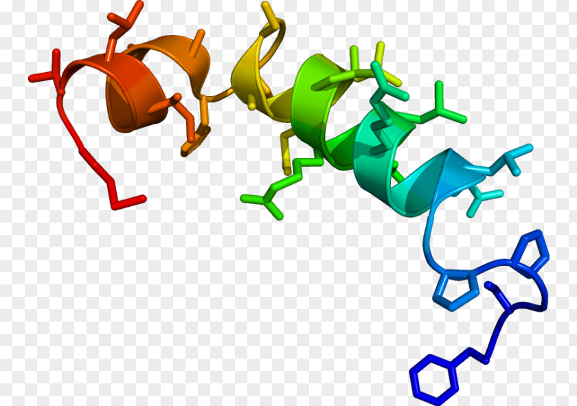 Carassius Auratus Orexin Neurotransmitter Neuropeptide Neuron Sleep PNG