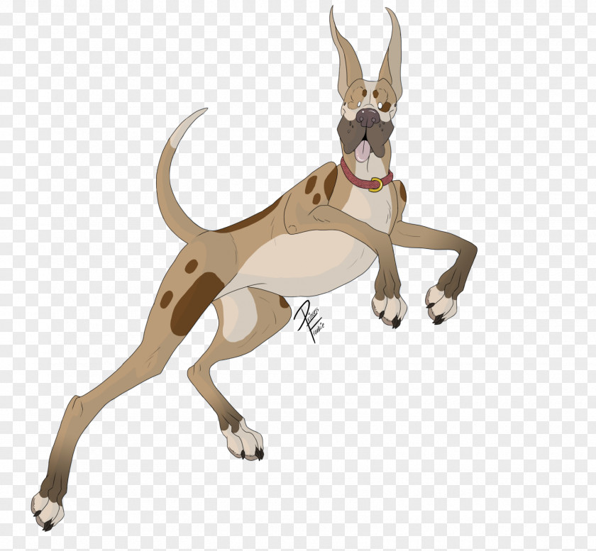 Dog Breed Cat Macropodidae Paw PNG