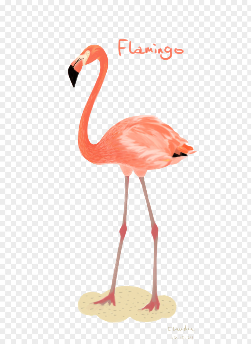 Flamingos Bird Illustration PNG