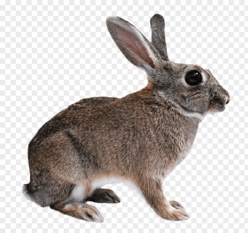 Cat Hare Domestic Rabbit Californian Flemish Giant PNG