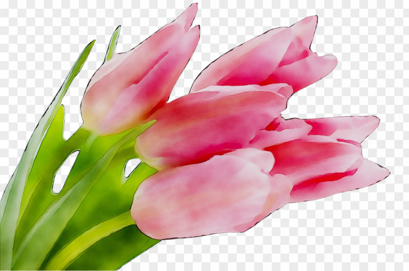 Desktop Wallpaper Flower Bulb Fawn Lilies PNG
