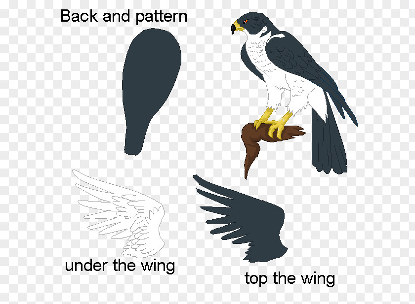 Eagle Bird Of Prey Drawing Hawk PNG