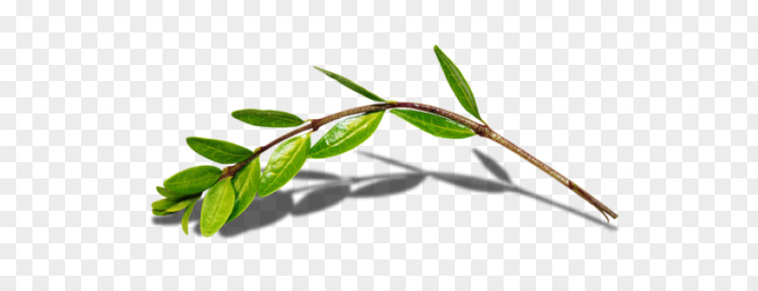 Leaf Twig Green Branch PNG