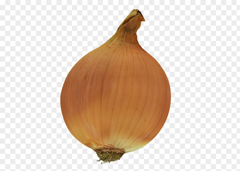 Onion Yellow Shallot Low Poly Normal Mapping PNG