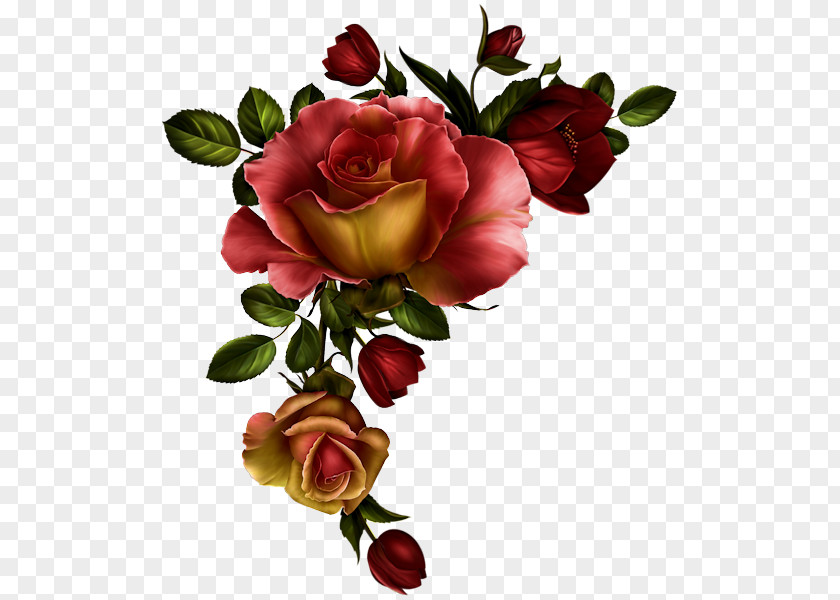 Rose Borders And Frames Flower Clip Art Floral Design PNG