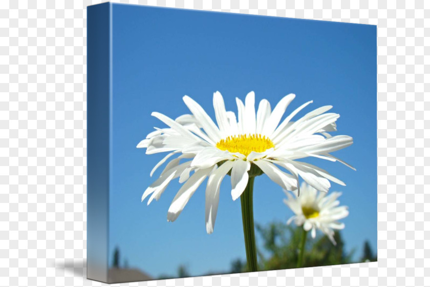 Summer Posters Common Daisy Fine Art Printmaking Floral Design PNG