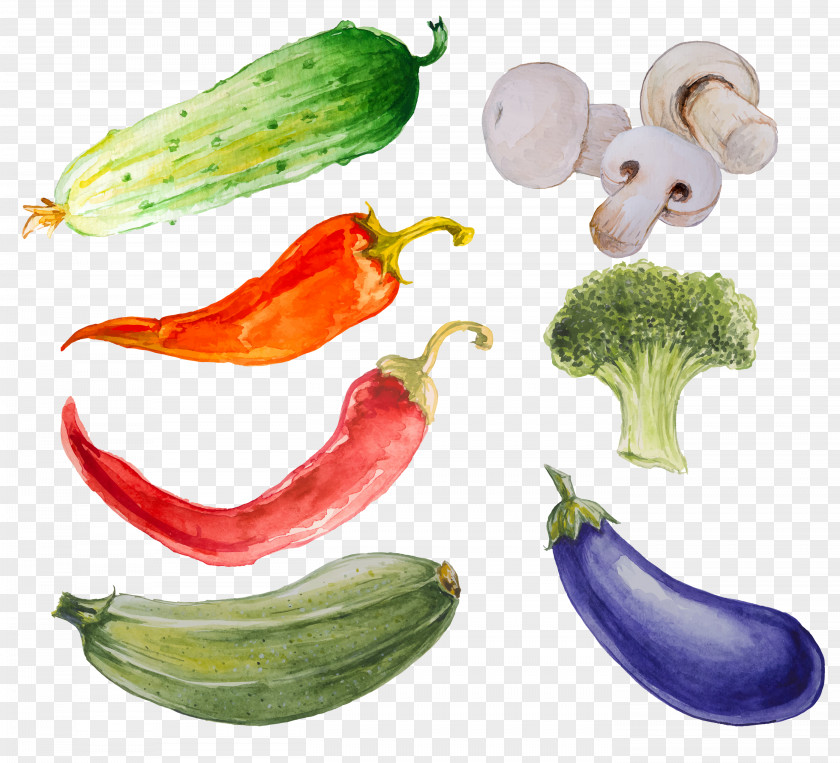 Cocumber Banner Vegetable Watercolor Painting Illustration Cucumber PNG