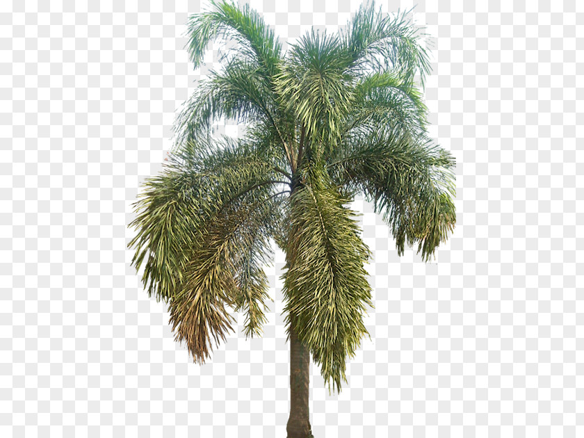 Hyophorbe Lagenicaulis Asian Palmyra Palm Wodyetia Arecaceae Tree Babassu PNG