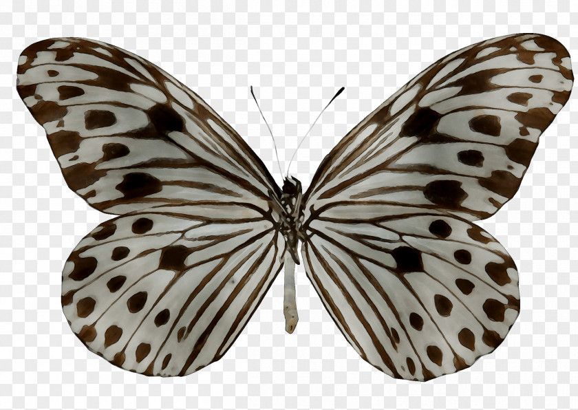 Milkweed Butterflies Glassy Tigers Ideopsis Gaura Borboleta Monarch Butterfly PNG