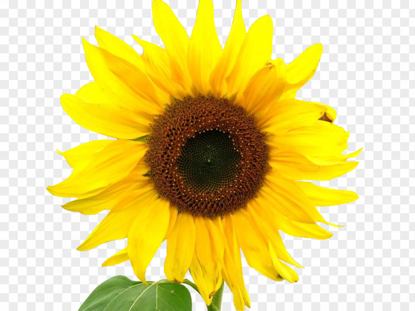 Sunflower Common Stock Photography PNG