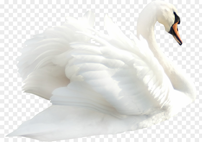 Swan Cygnini Duck Bird Clip Art PNG