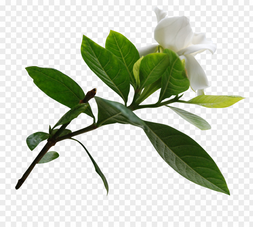 Tea Leaf Essential Oil Flower Shampoo Hair PNG