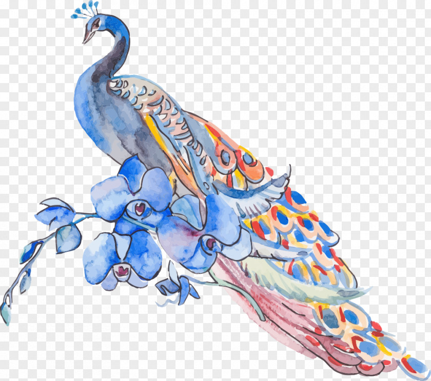 Vector Flowers And Peacock Peafowl Feather Illustration PNG