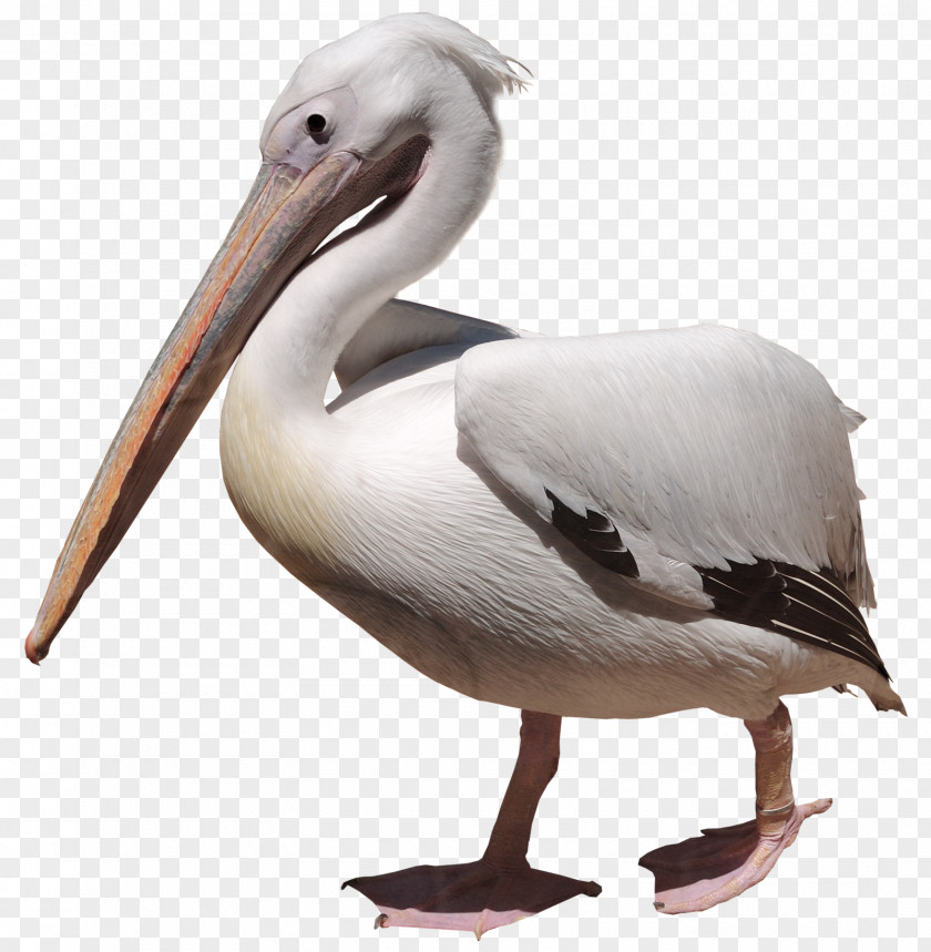 Albatross Bird Desktop Wallpaper Clip Art PNG