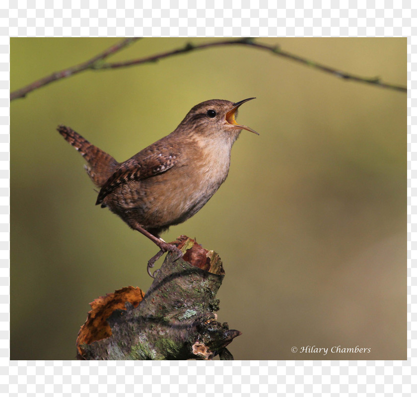 Hulary Poster Ortolan Bunting Finch Wren Sparrow Common Nightingale PNG