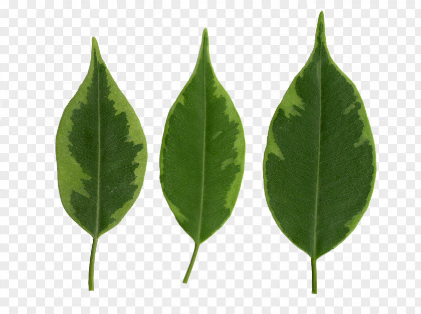 Leaf Texture Mapping Fig Trees Blender PNG