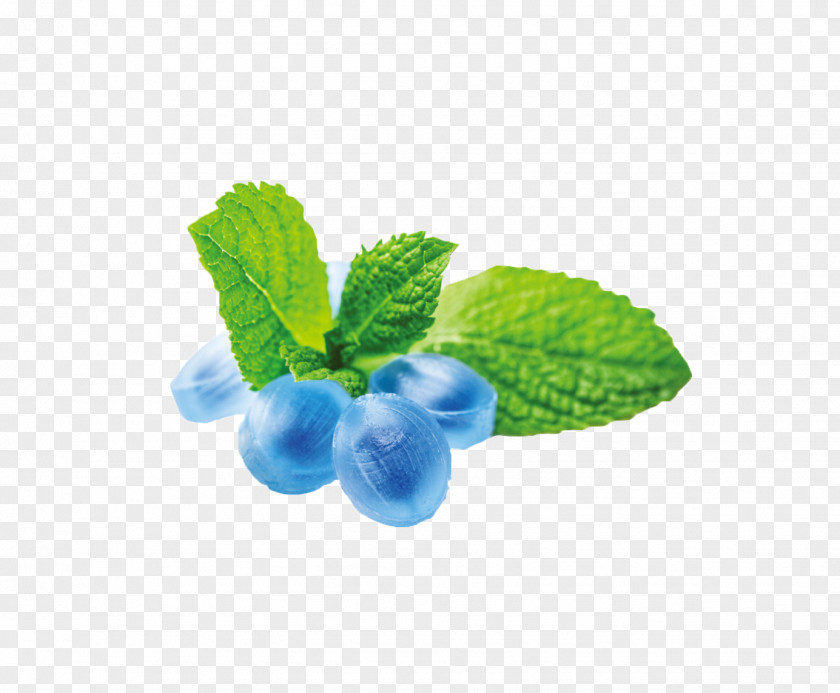 Mint Leaf Gummi Candy Aroma Menthol Flavor PNG