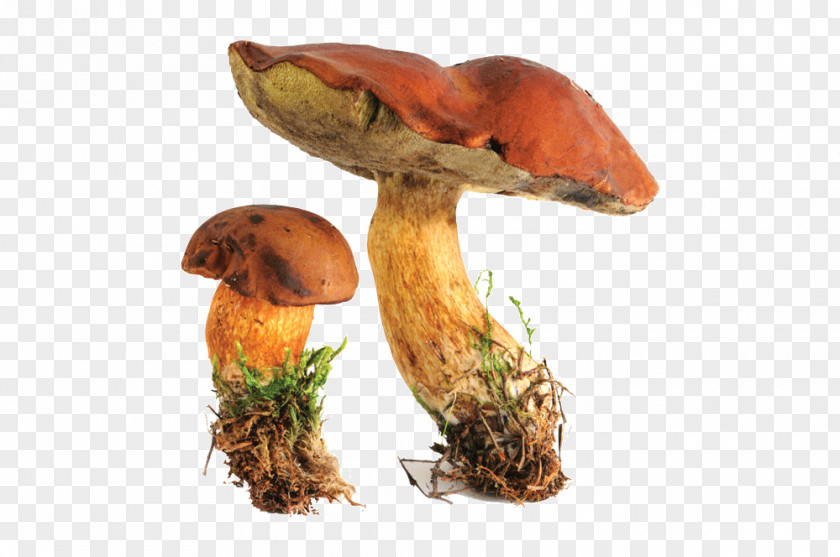 Mushroom Edible Bay Bolete Boletus Edulis Fungus PNG