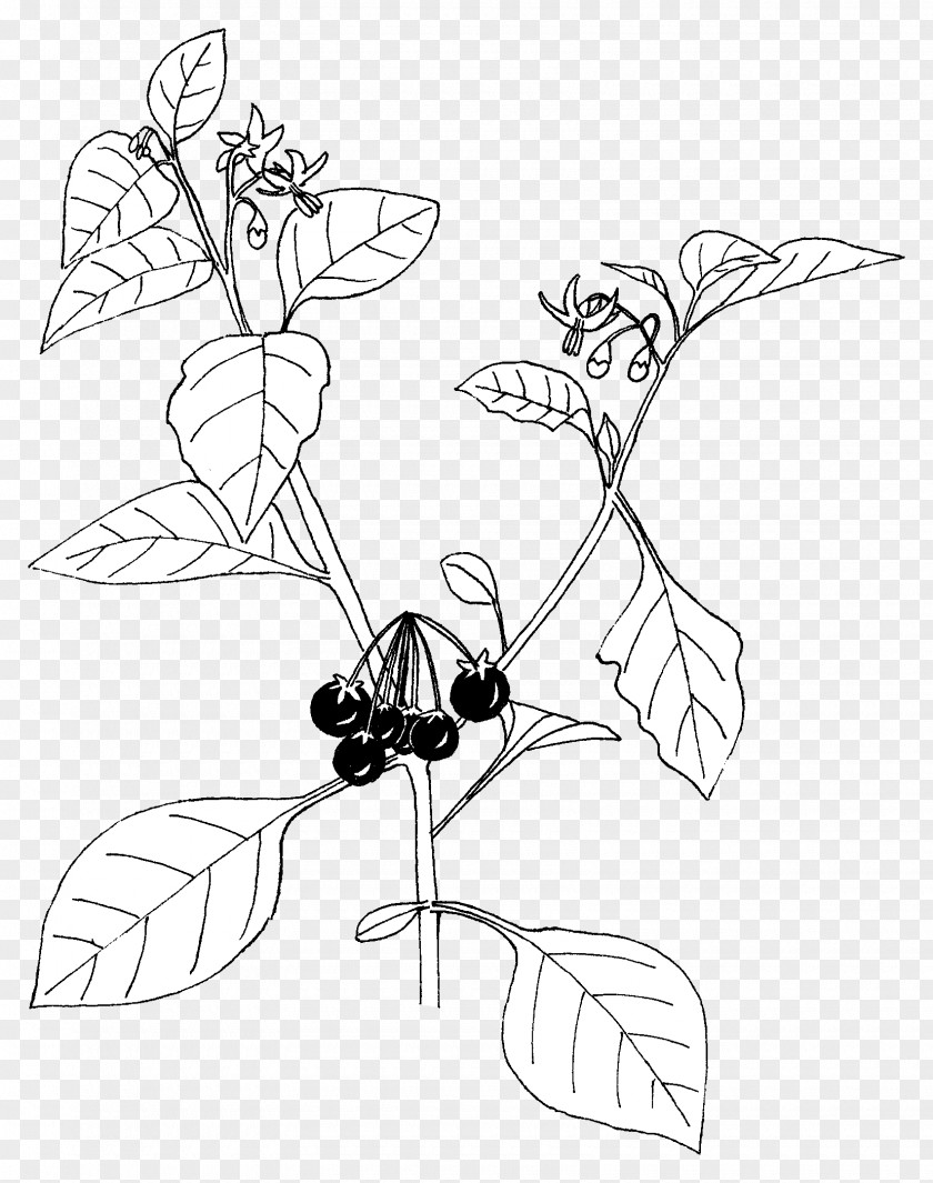 Solanaceae Black Nightshade Bittersweet Eudicotyledon PNG