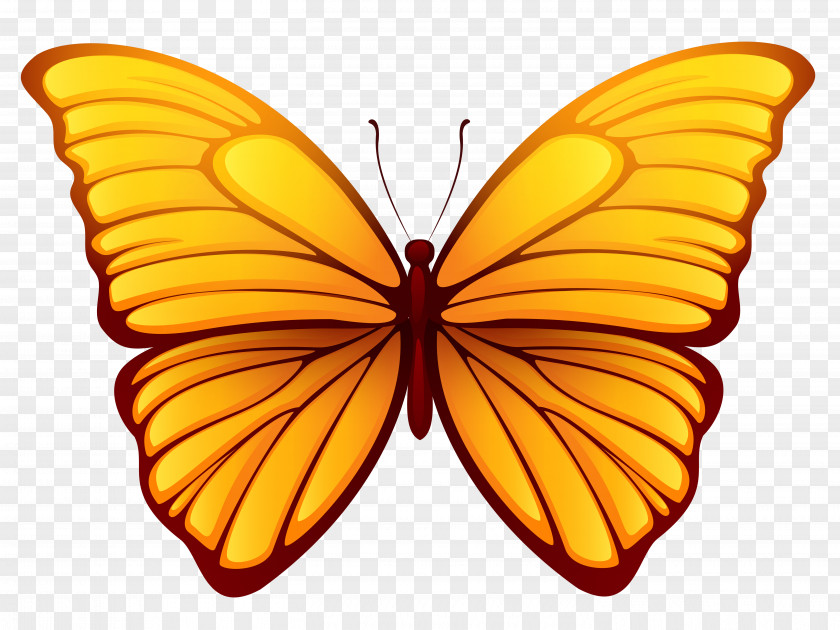 Butterfly Picture Clip Art PNG