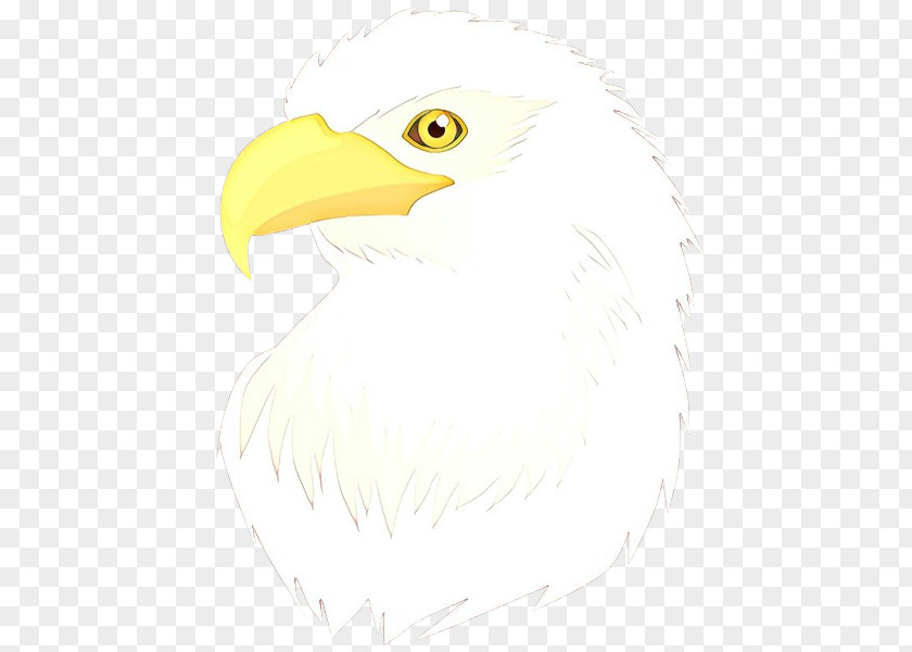 Drawing Sea Eagle Feather PNG