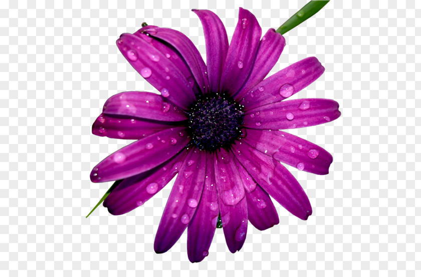 Flower Chrysanthemum PNG
