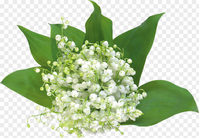 Lily Of The Valley Flower Bouquet Wedding Clip Art PNG