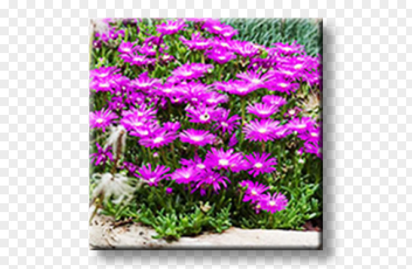 Plant Snow-in-summer Pink Perennial Garden Houseleek PNG