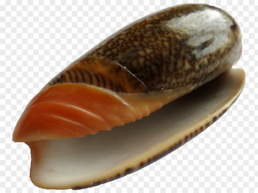 Seashell Cockle Conchology Clam Mussel PNG