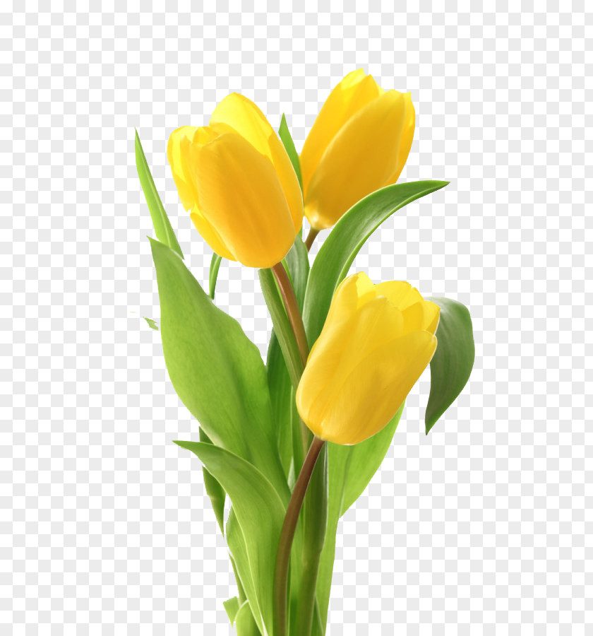 Tulips Photos Tulip Flower Bouquet Greeting Card PNG