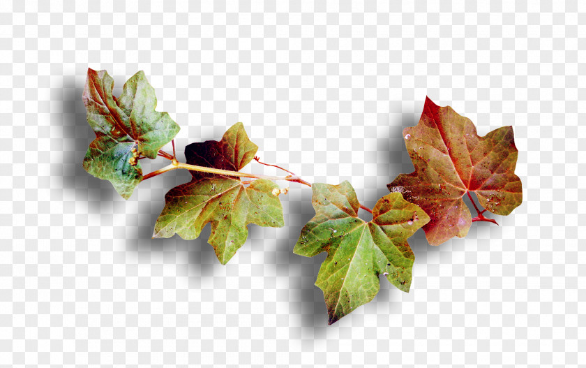 Autumn Leaves Leaf Email Meaning Wife PNG