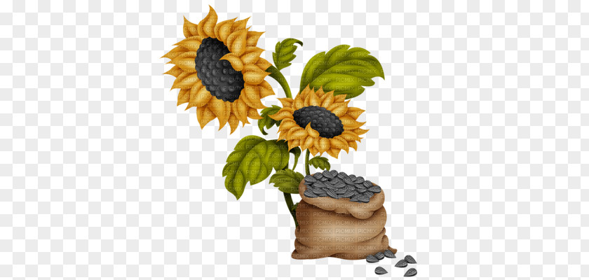 Flower Common Sunflower Seed Clip Art PNG
