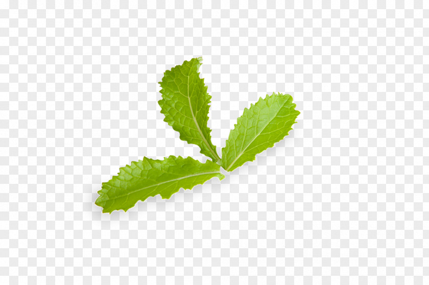 Leaf Herbalism Plant Stem PNG